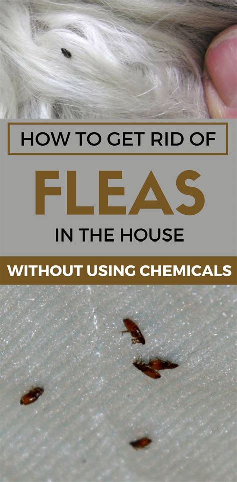 how do you get fleas without pets